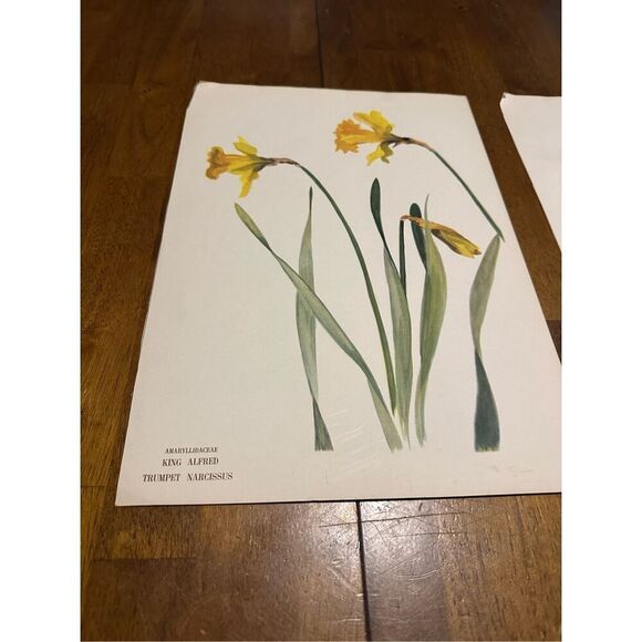 Flowers Drawn by Arlette Davids Text by Princess Bibesco prints Yellow 10x14” - Picture 2 of 9